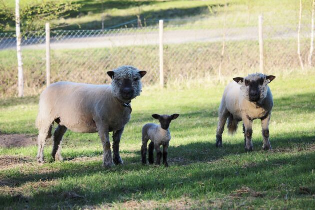 Oxford lammas