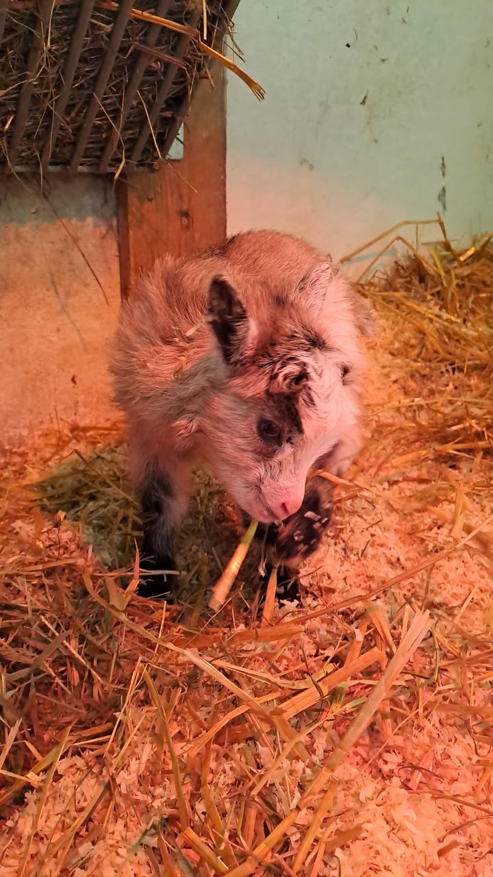 Saarilan maatilamatkailu