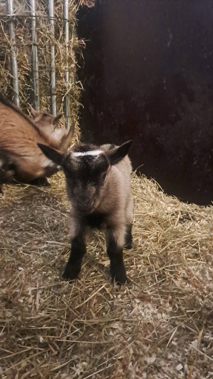 Saarilan maatilamatkailu