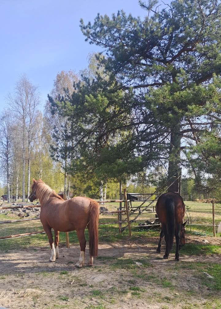 Saarilan maatilamatkailu