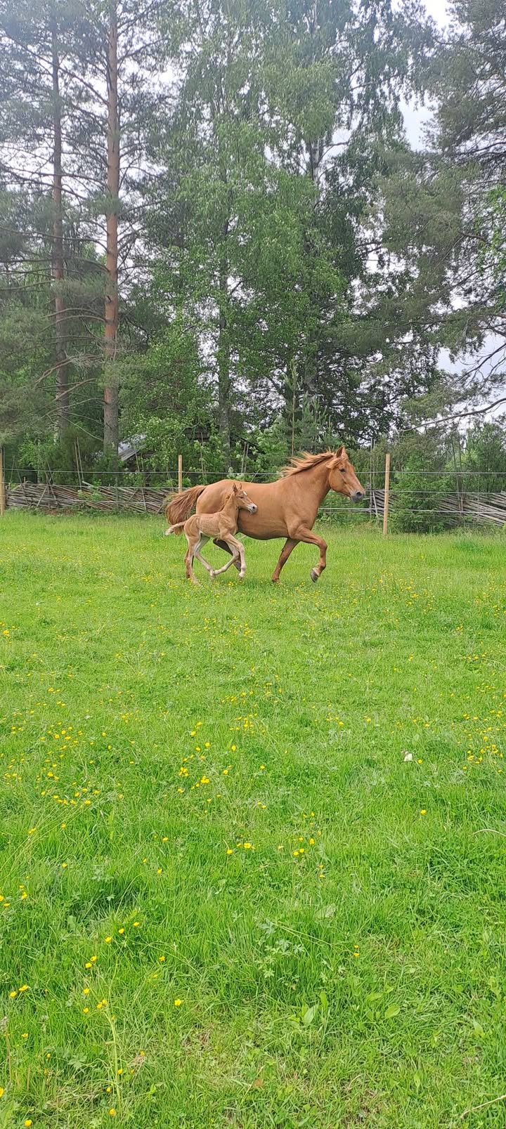 Saarilan maatilamatkailu