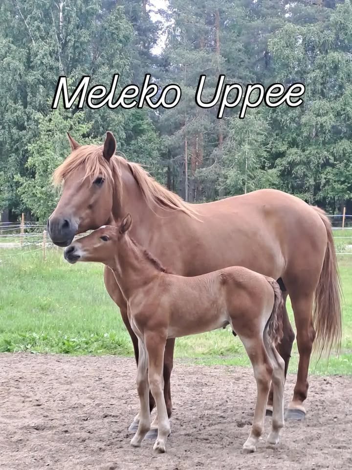 Saarilan maatilamatkailu