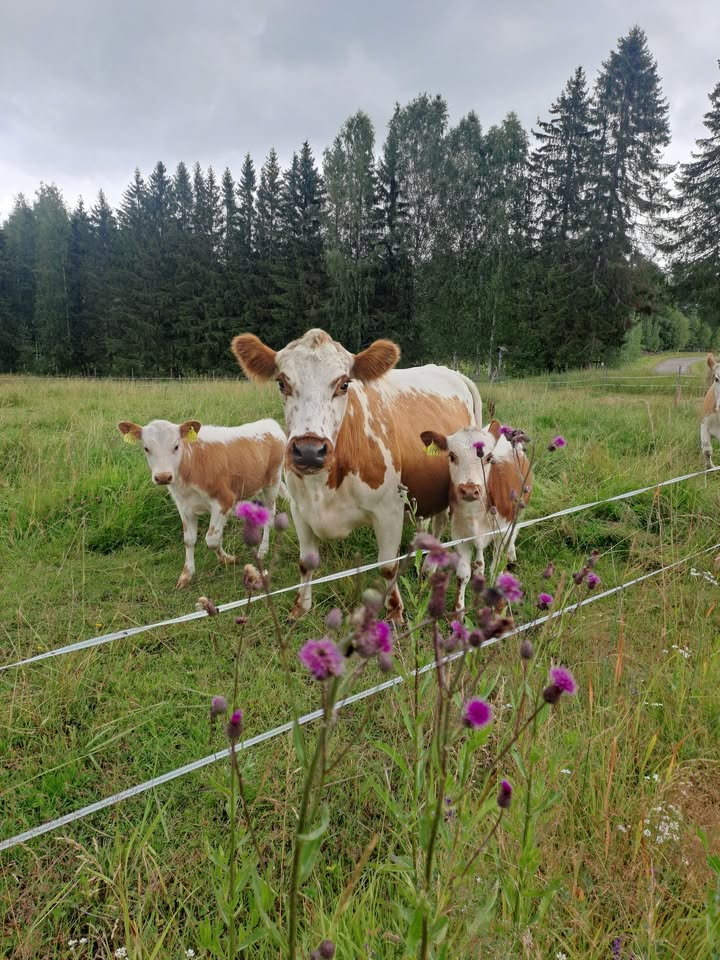 Saarilan maatilamatkailu