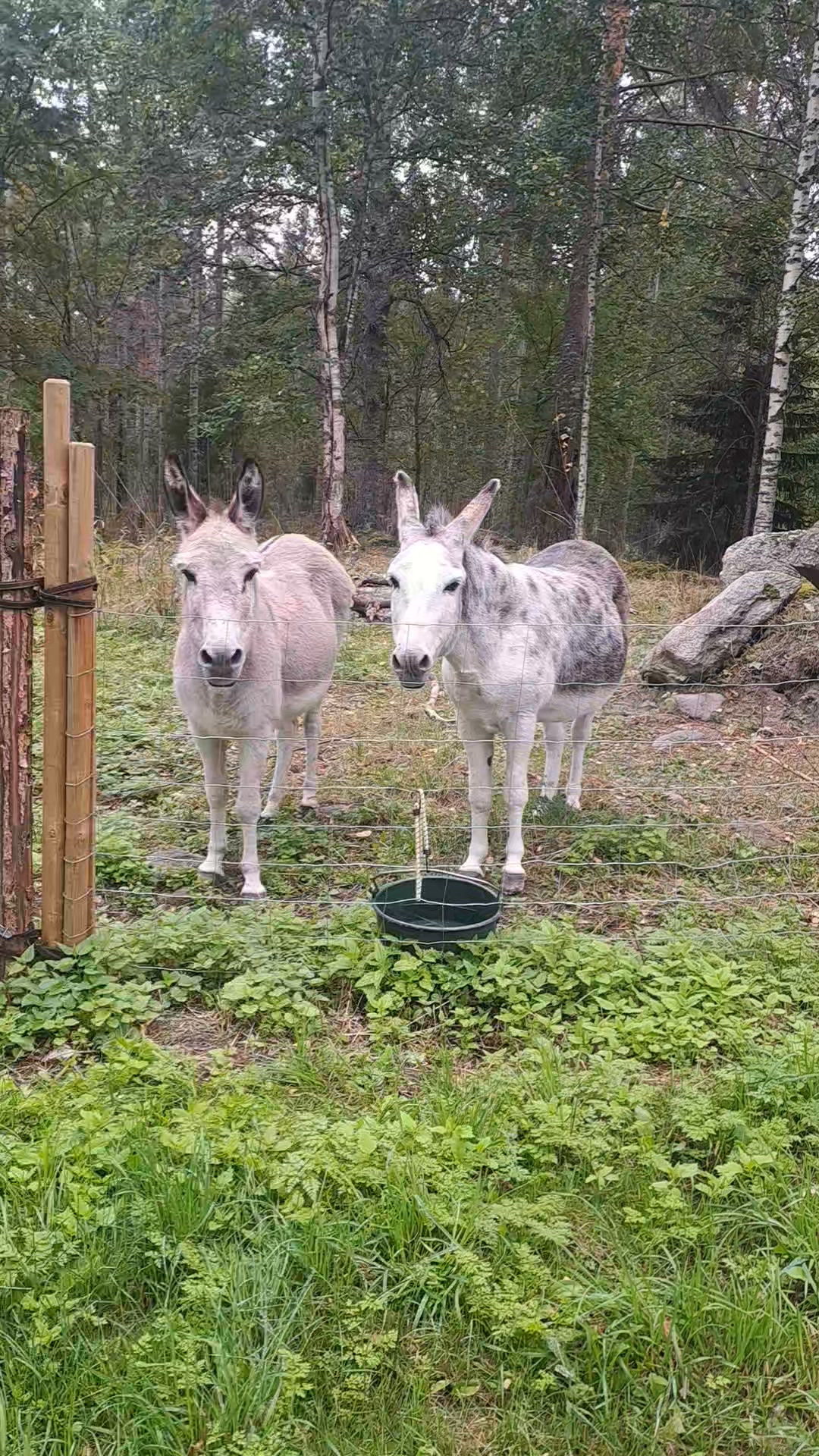 Saarilan maatilamatkailu